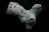 ASTRHELIA PALMATA - Miocene - Maryland - USA
