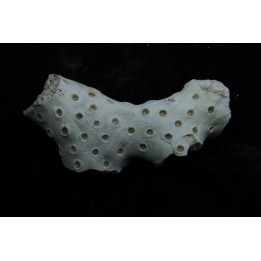 ASTRHELIA PALMATA - Miocene - Maryland - USA
