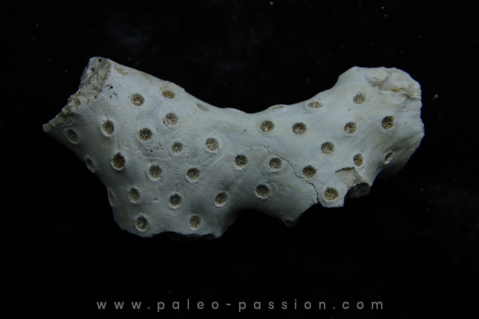 ASTRHELIA PALMATA - Miocene - Maryland - USA