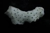 ASTRHELIA PALMATA - Miocene - Maryland - USA