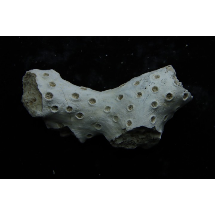 ASTRHELIA PALMATA - Miocene - Maryland - USA
