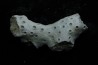 ASTRHELIA PALMATA - Miocene - Maryland - USA