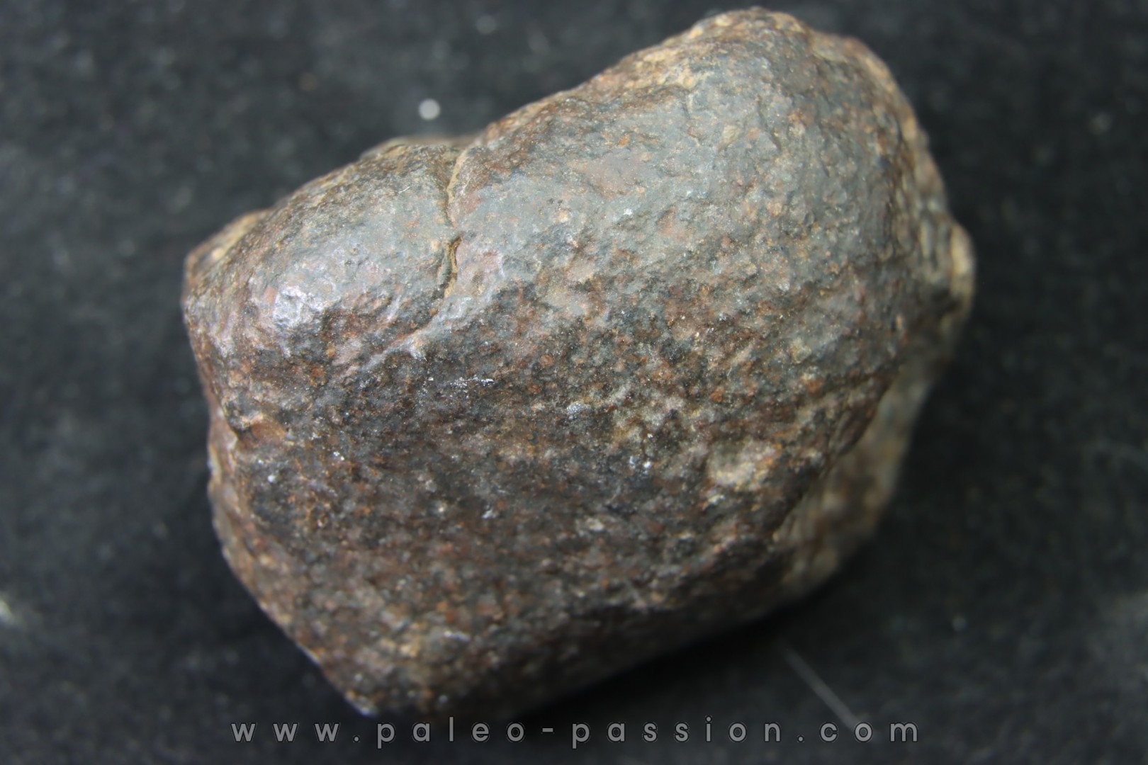 METEORITE Ordinary chondrite NWA