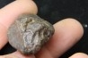 Météorite: CHONDRITE Ordinaire NWA