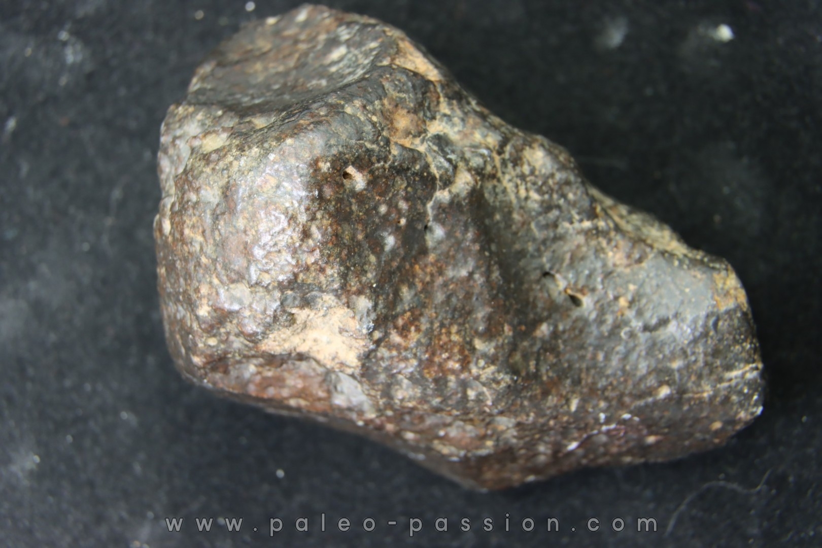 Météorite: CHONDRITE Ordinaire NWA