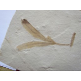PSEUDOTORELLIA sp.