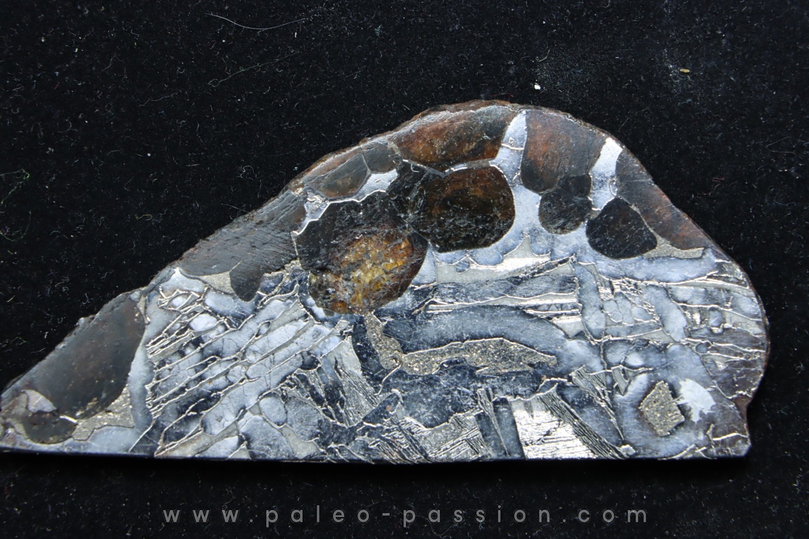 METEORITE pallasite seymchan