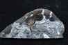 METEORITE pallasite seymchan