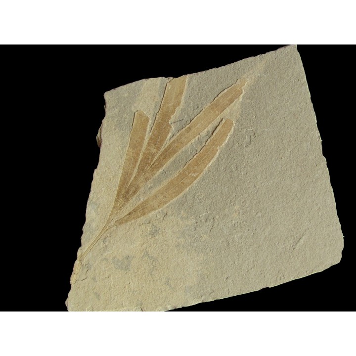 SAPINDOPSIS ANHOURYI (2)