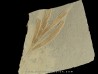 SAPINDOPSIS ANHOURYI (2)