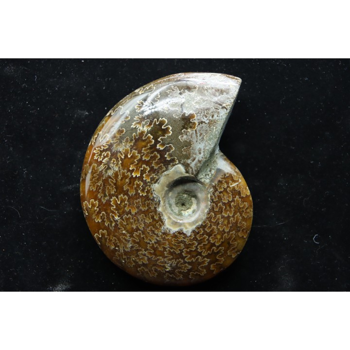 polish AMMONITE - cleoniceras  - cretaceous - Madagascar