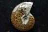 polissage : superbe ammonite translucide! cleoniceras du crétacé de Madagascar