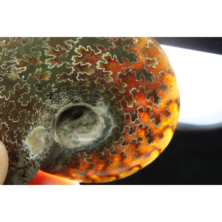 polissage : superbe ammonite translucide! cleoniceras du crétacé de  Madagascar