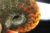 polish AMMONITE - cleoniceras  - cretaceous - Madagascar