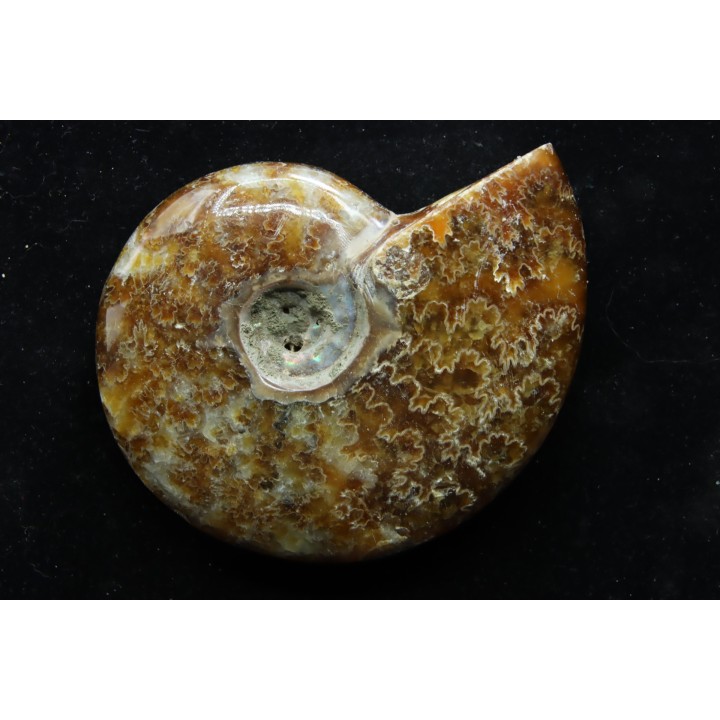 polish AMMONITE - cleoniceras  - cretaceous - Madagascar