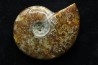 polissage : superbe ammonite translucide! cleoniceras du crétacé de  Madagascar
