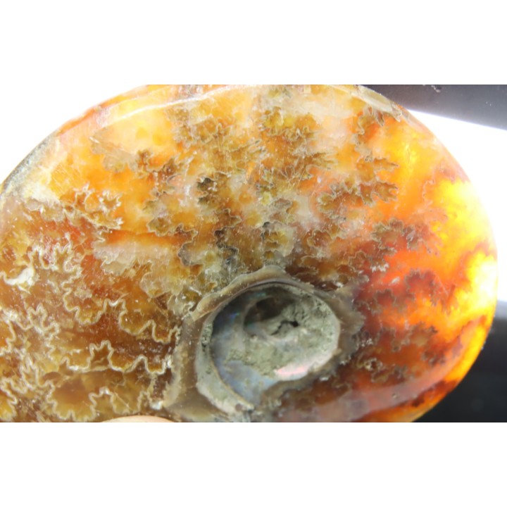 polish AMMONITE - cleoniceras  - cretaceous - Madagascar