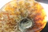 polish AMMONITE - cleoniceras  - cretaceous - Madagascar