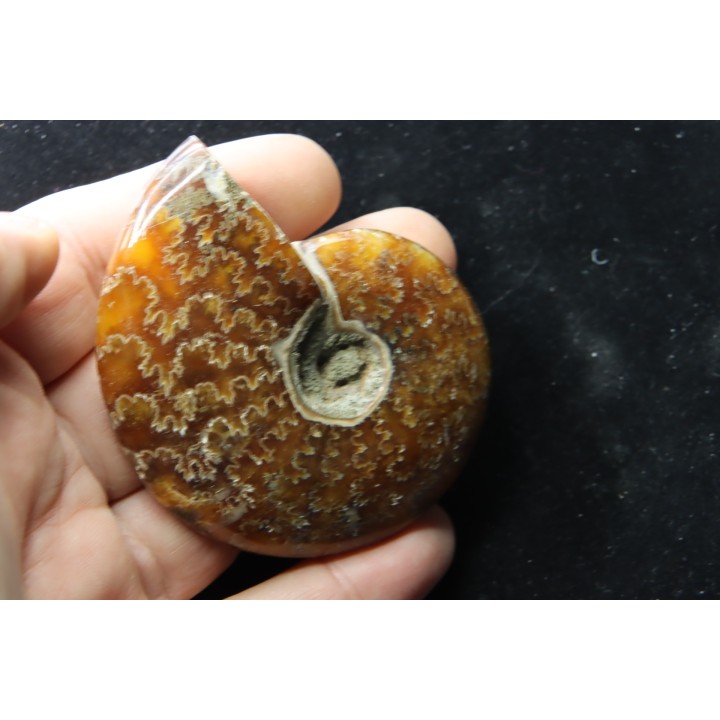 polish AMMONITE - cleoniceras  - cretaceous - Madagascar