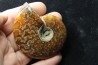 polissage : superbe ammonite translucide! cleoniceras du crétacé de  Madagascar