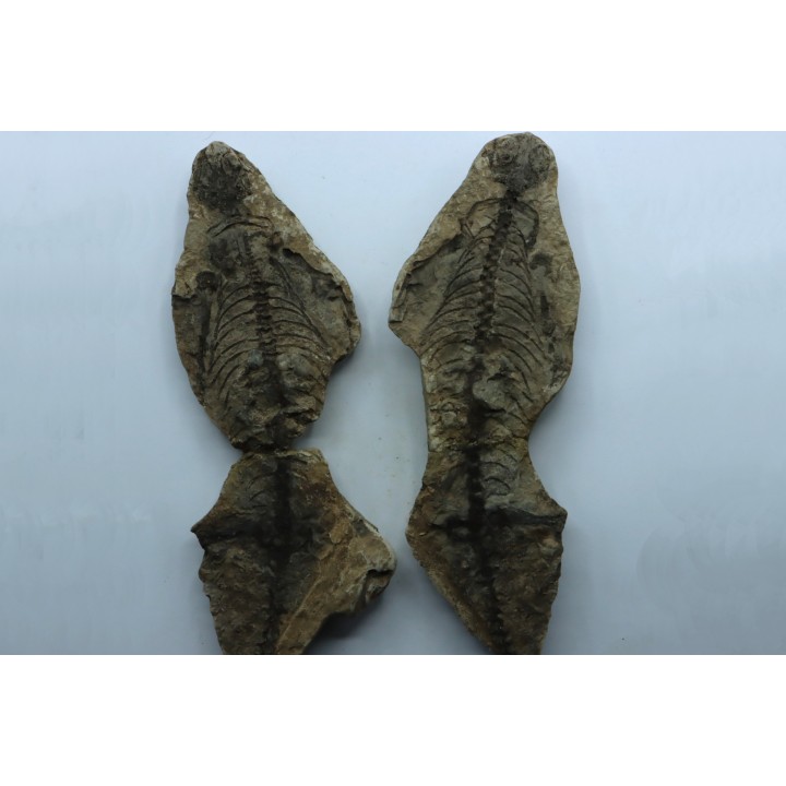 Barasaurus besairi - Permien - Madagascar