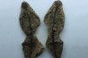 Barasaurus besairi - upper permian - Madagascar