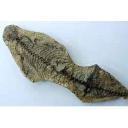 Barasaurus besairi - upper permian - Madagascar