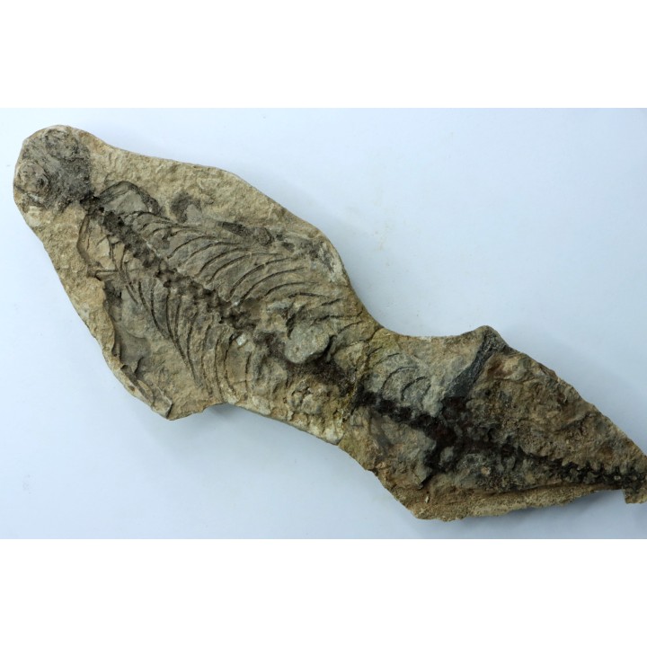Barasaurus besairi - Permien - Madagascar