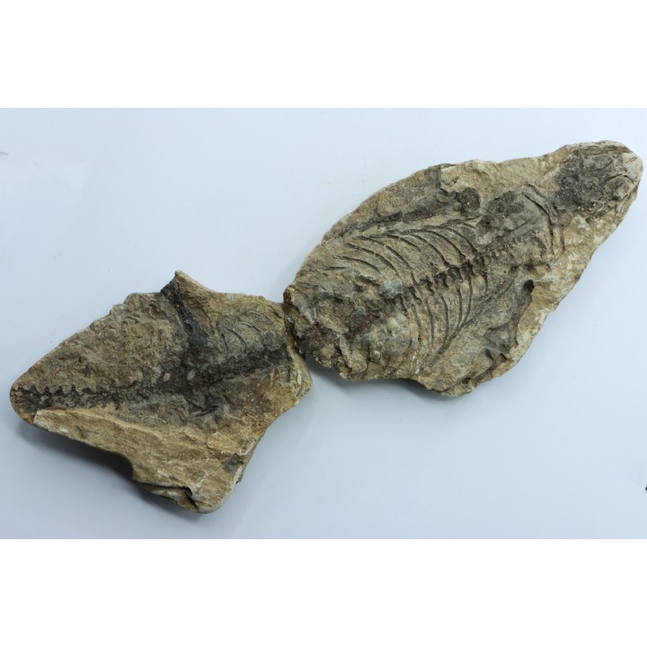 Barasaurus besairi - Permien - Madagascar