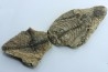 Barasaurus besairi - upper permian - Madagascar