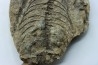 Barasaurus besairi - upper permian - Madagascar