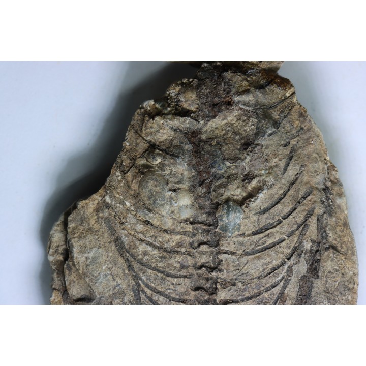 Barasaurus besairi - upper permian - Madagascar