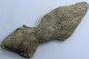 Barasaurus besairi - upper permian - Madagascar