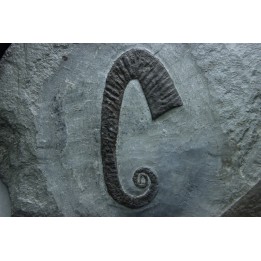 Hamites (Idiohamites) cf. favrinus - Upper Albian - Hautes Alpes, France