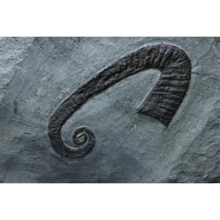 Hamites (Idiohamites) cf. favrinus - Albien supérieur - Hautes Alpes, France