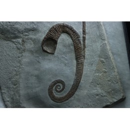 Hamites (Stomohamites) cf. subvirgulatus - Upper Albian - Hautes Alpes, France