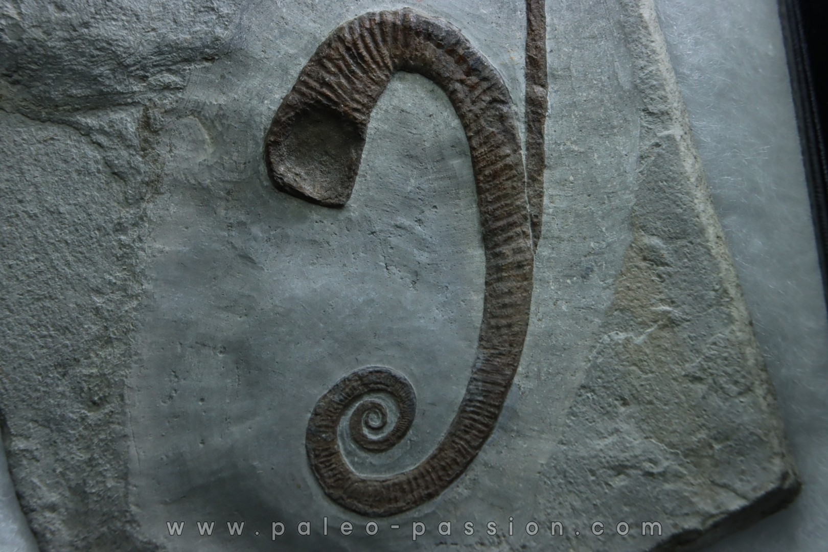 Hamites (Stomohamites) cf. subvirgulatus - Albien supérieur - Hautes Alpes, France
