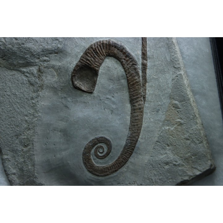 Hamites (Stomohamites) cf. subvirgulatus - Upper Albian - Hautes Alpes, France