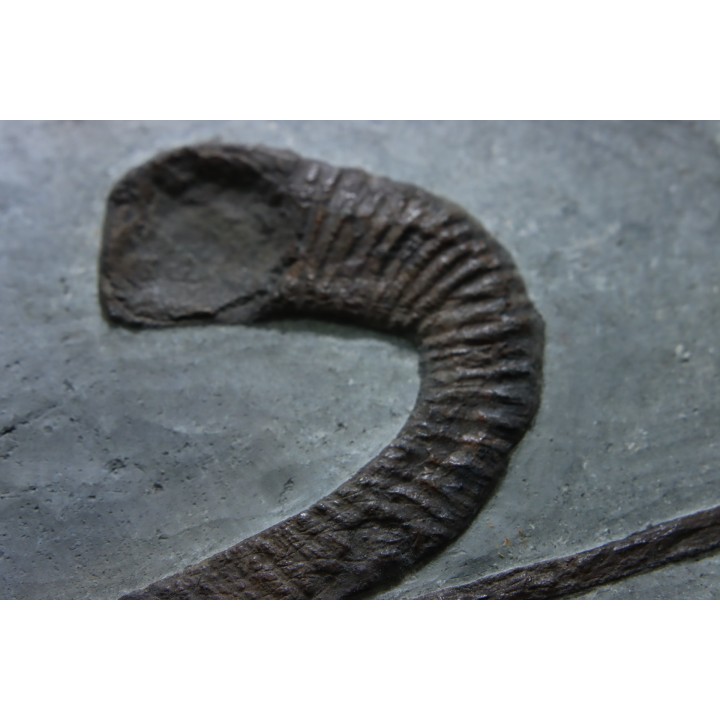 Hamites (Stomohamites) cf. subvirgulatus - Upper Albian - Hautes Alpes, France