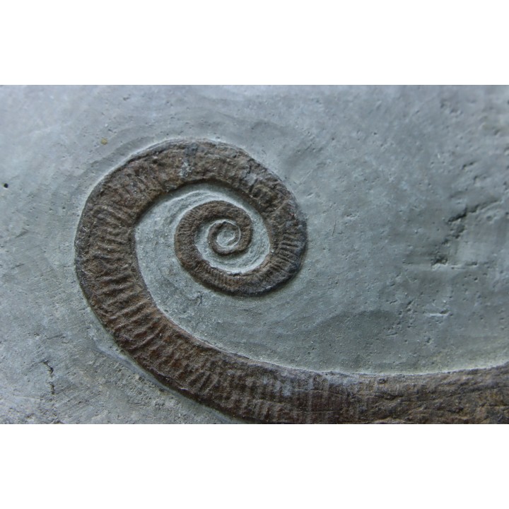 Hamites (Stomohamites) cf. subvirgulatus - Upper Albian - Hautes Alpes, France