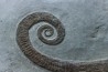 Hamites (Stomohamites) cf. subvirgulatus - Albien supérieur - Hautes Alpes, France