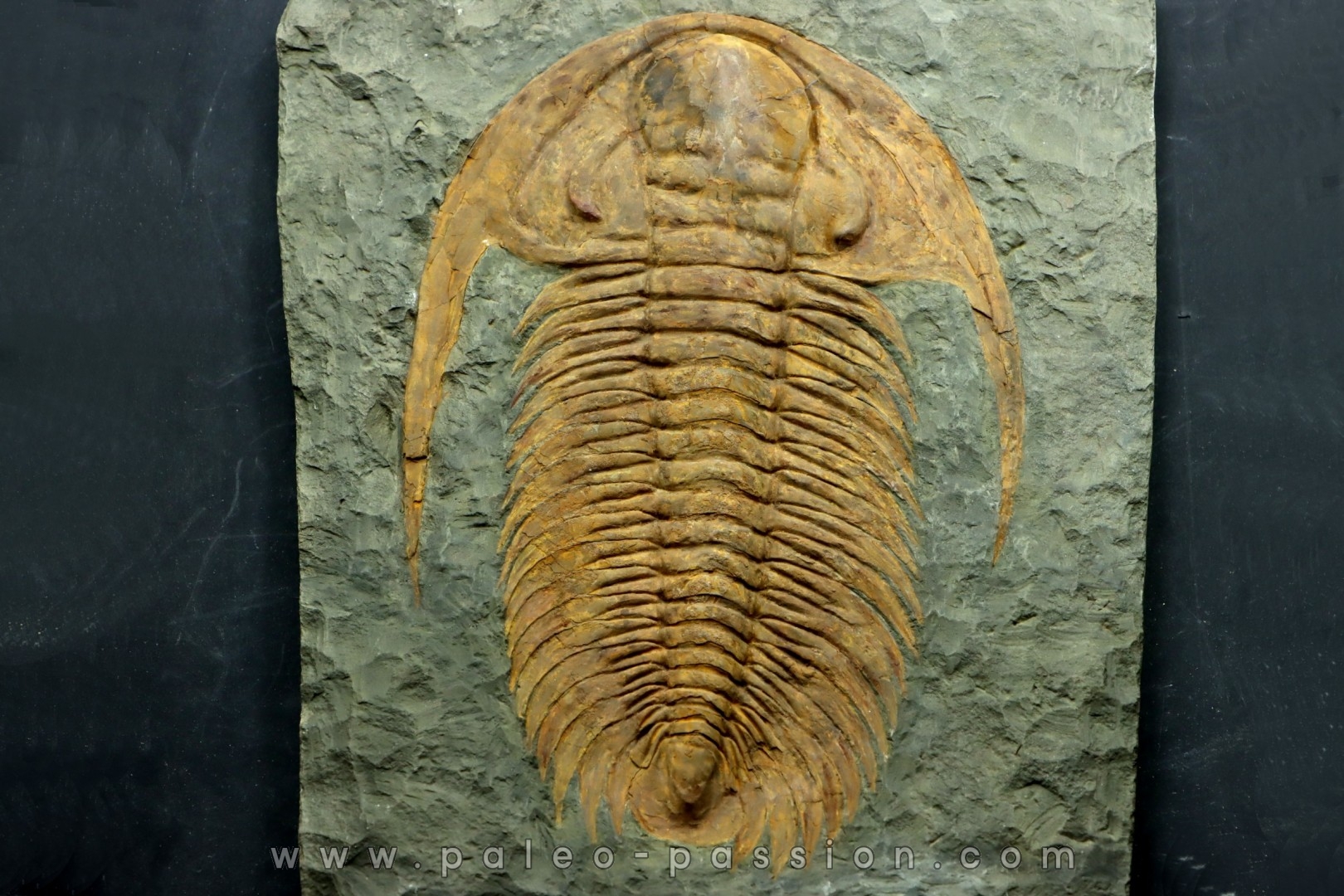 Acadoparadoxides levi-settii - Cambrien moyen - Jbel Ougnate, Maroc