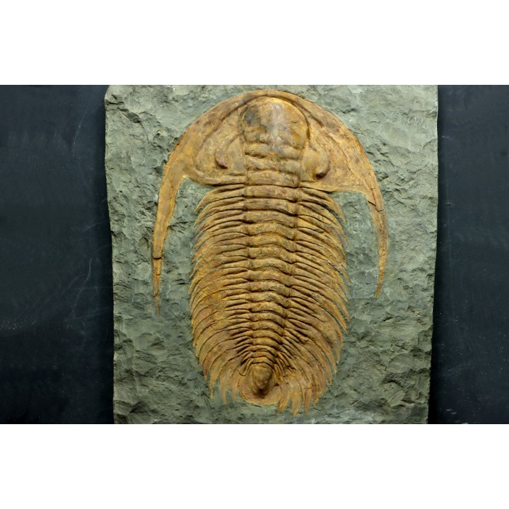 Acadoparadoxides levi-settii - Cambrien moyen - Jbel Ougnate, Maroc