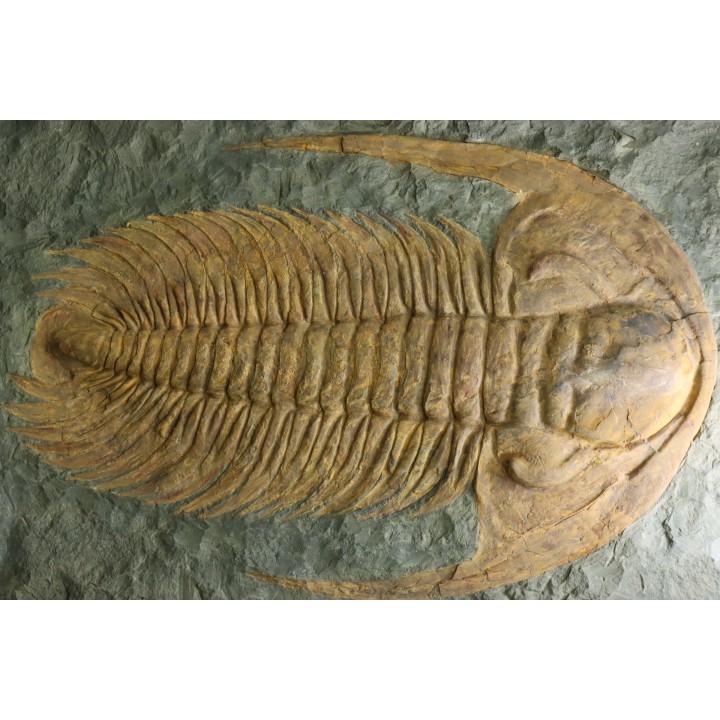 Acadoparadoxides levi-settii - middle Cambrian - Jbel Ougnate, Morocco