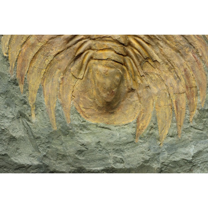 Acadoparadoxides levi-settii - Cambrien moyen - Jbel Ougnate, Maroc