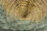 Acadoparadoxides levi-settii - middle Cambrian - Jbel Ougnate, Morocco