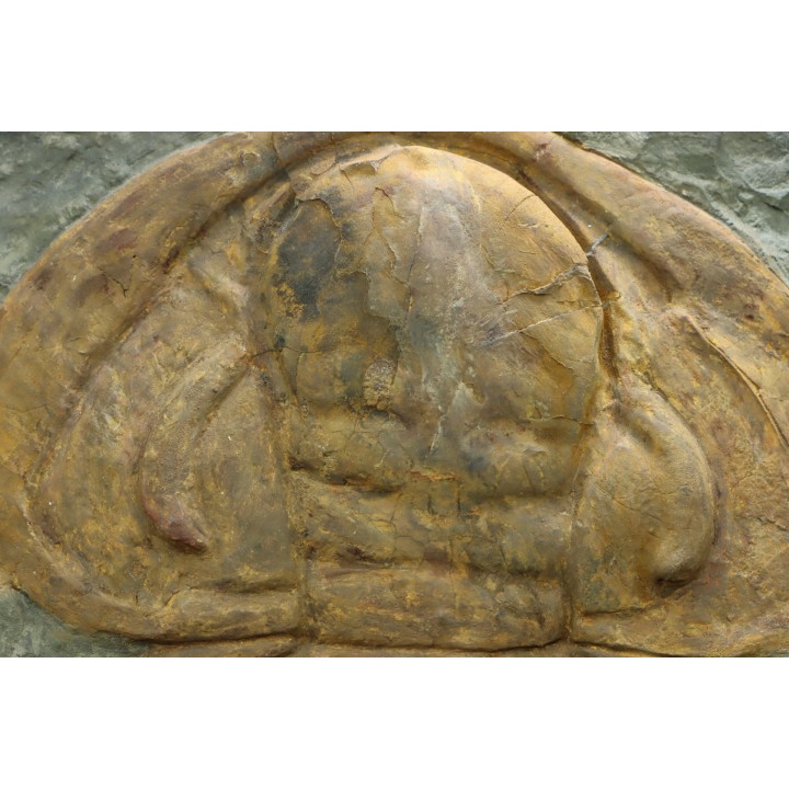 Acadoparadoxides levi-settii - Cambrien moyen - Jbel Ougnate, Maroc