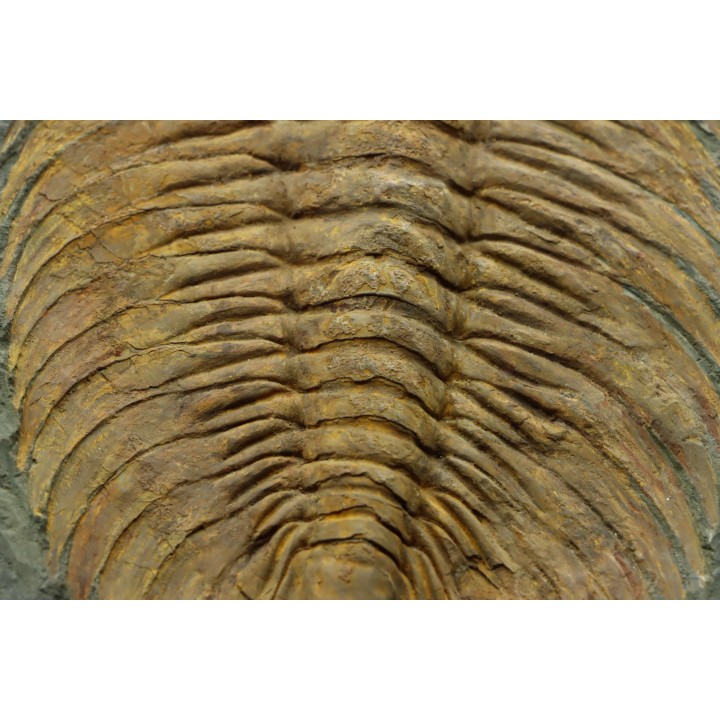 Acadoparadoxides levi-settii - Cambrien moyen - Jbel Ougnate, Maroc
