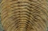 Acadoparadoxides levi-settii - middle Cambrian - Jbel Ougnate, Morocco