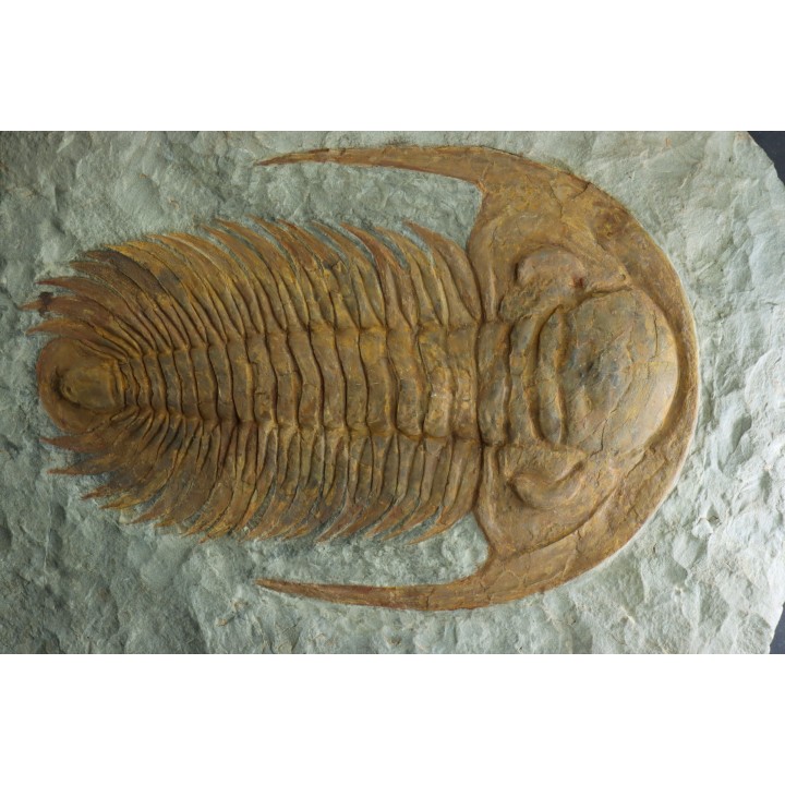 Acadoparadoxides Mureroensis - middle Cambrian - Jbel Ougnate, Morocco